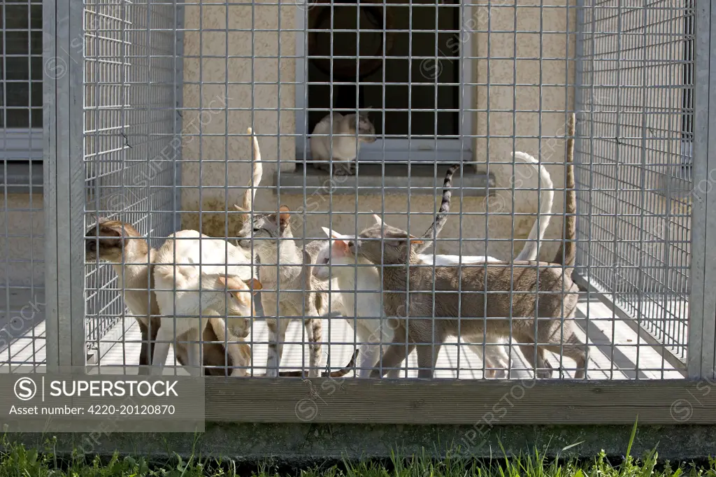 Cats - in cat breeding centre 
