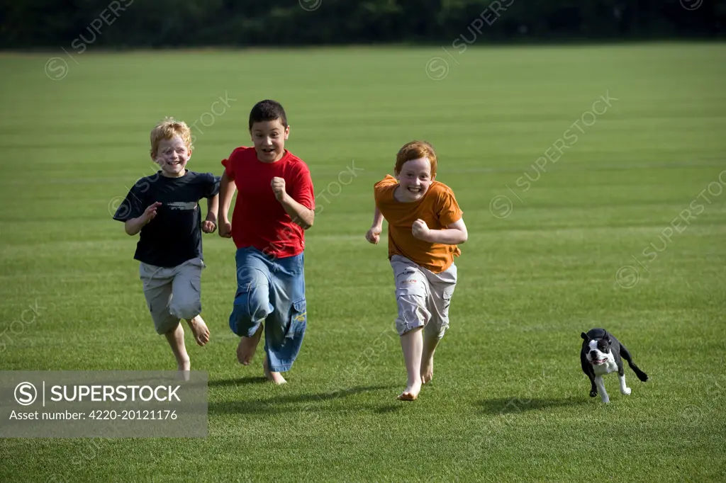 Boston Terrier dog - children playing with dog 