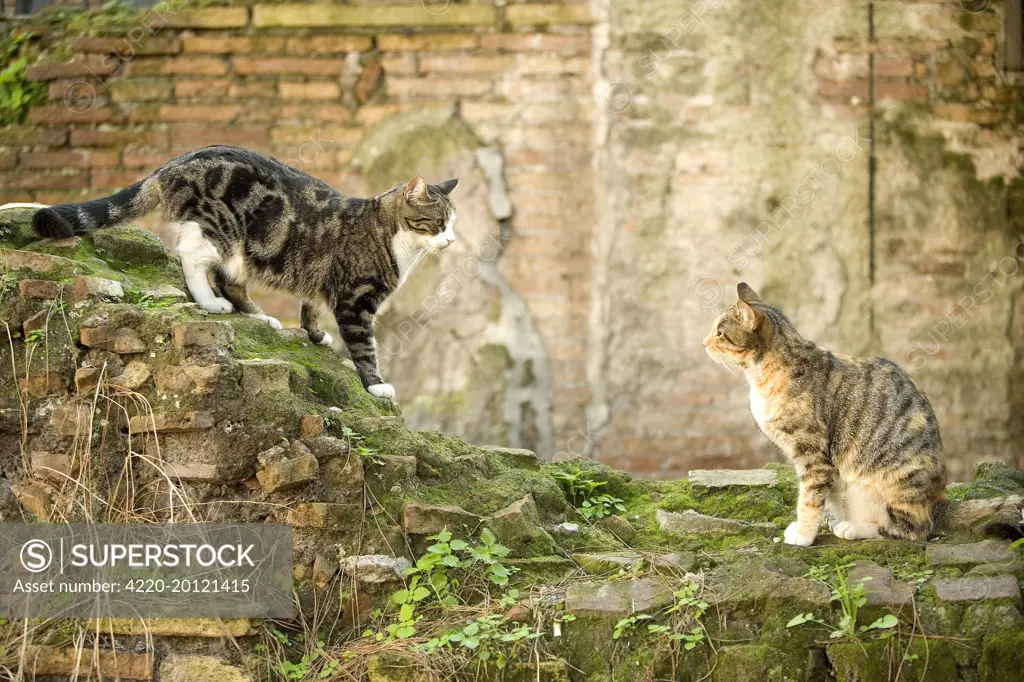 Two cats on stone wall  
