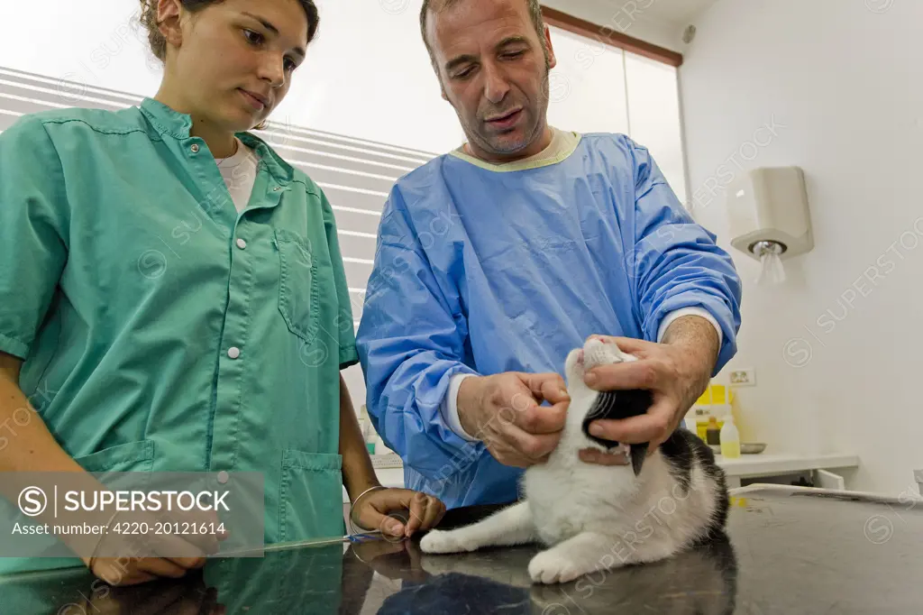 Cat - being examined by vet . Veterinary practice.