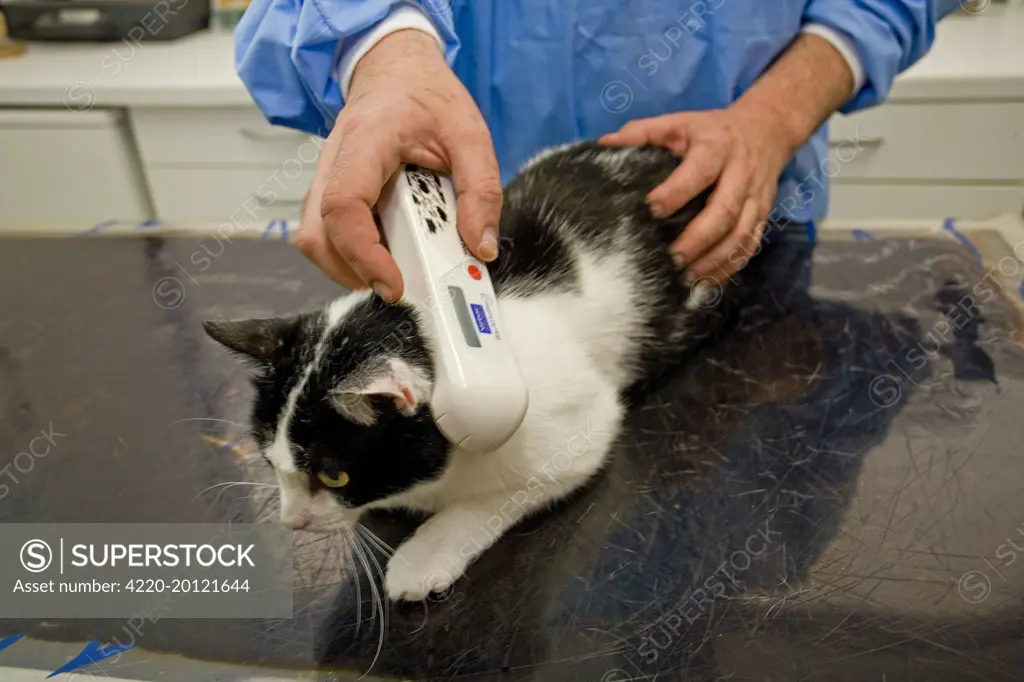 Cat - being examined by vet . Veterinary practice.