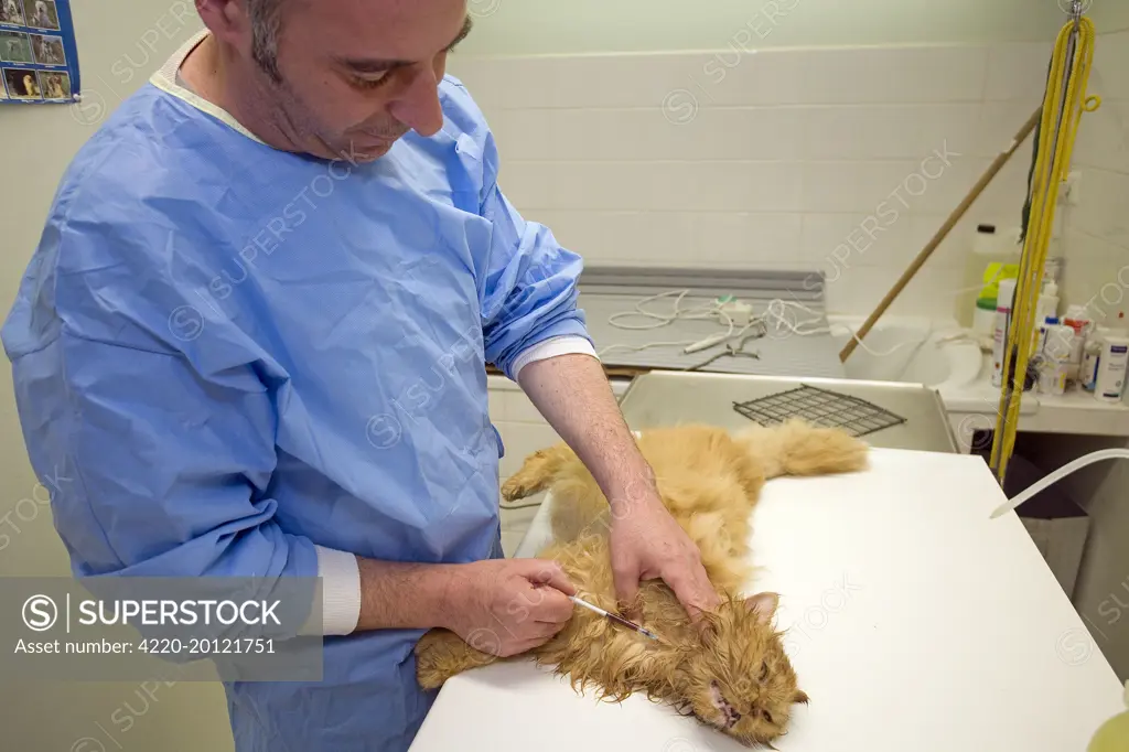 Cat - being examined by vet . veterinary practice.