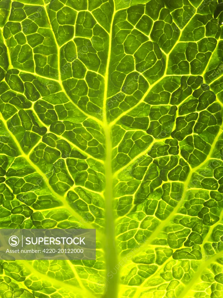 Green Cabbage. Close-up of leaf.