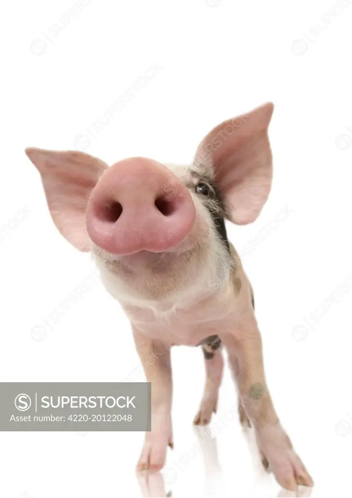 Pig - Piglet 