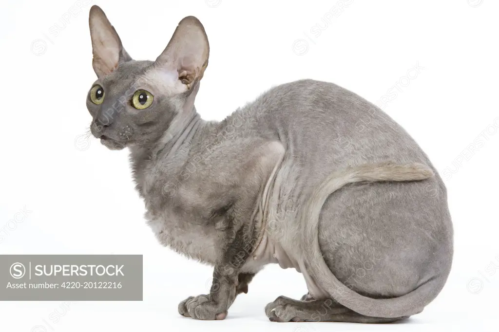 Cat - Cornish Rex 
