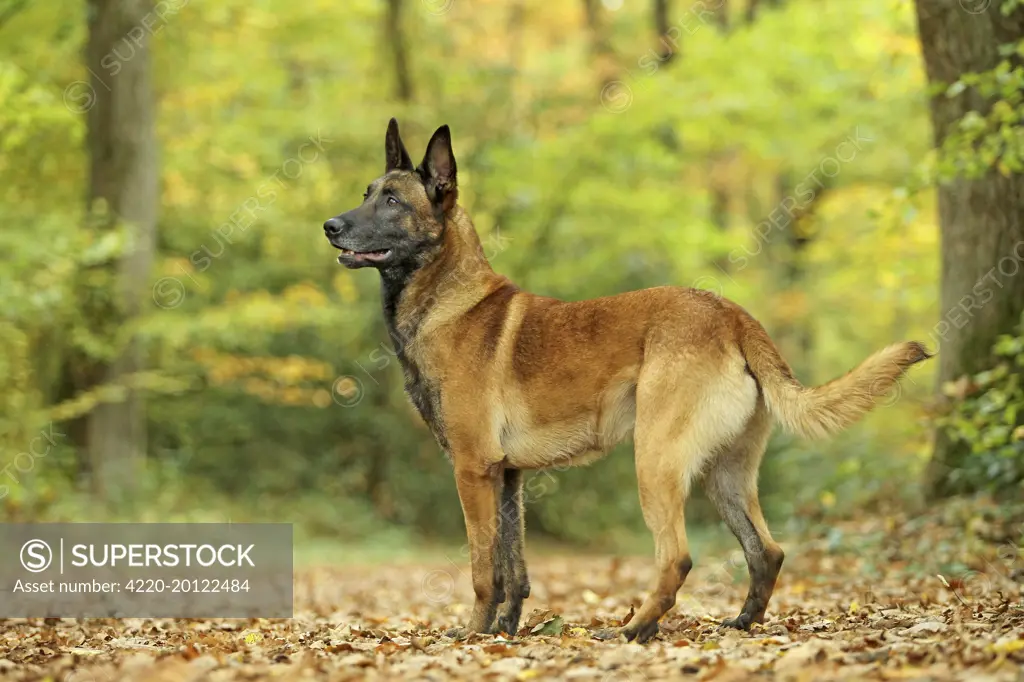 Dog - Belgian Shepherd Dog / Malinois 