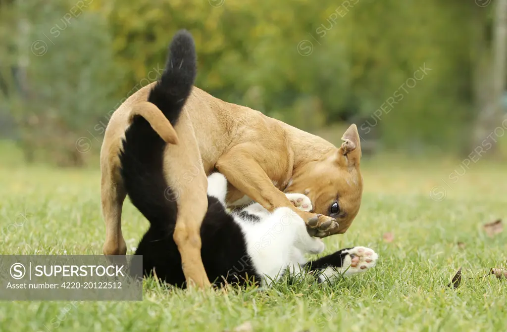 Dog - Miniature Bull Terrier - playing with Black &amp; White Cat 