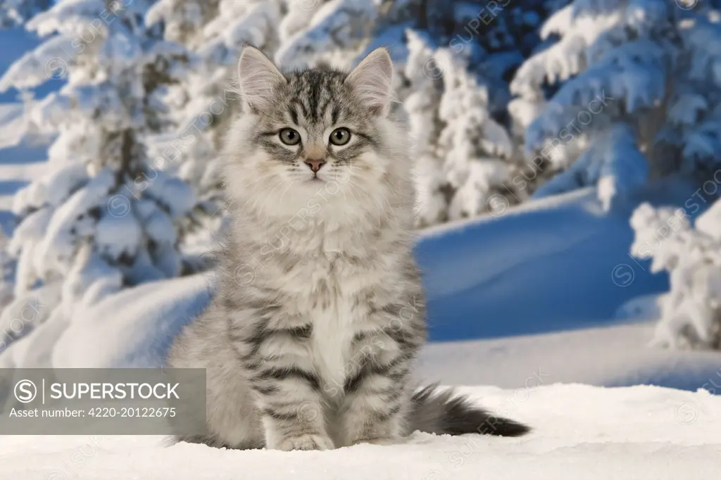 Cat - Siberian Cat - in snow 