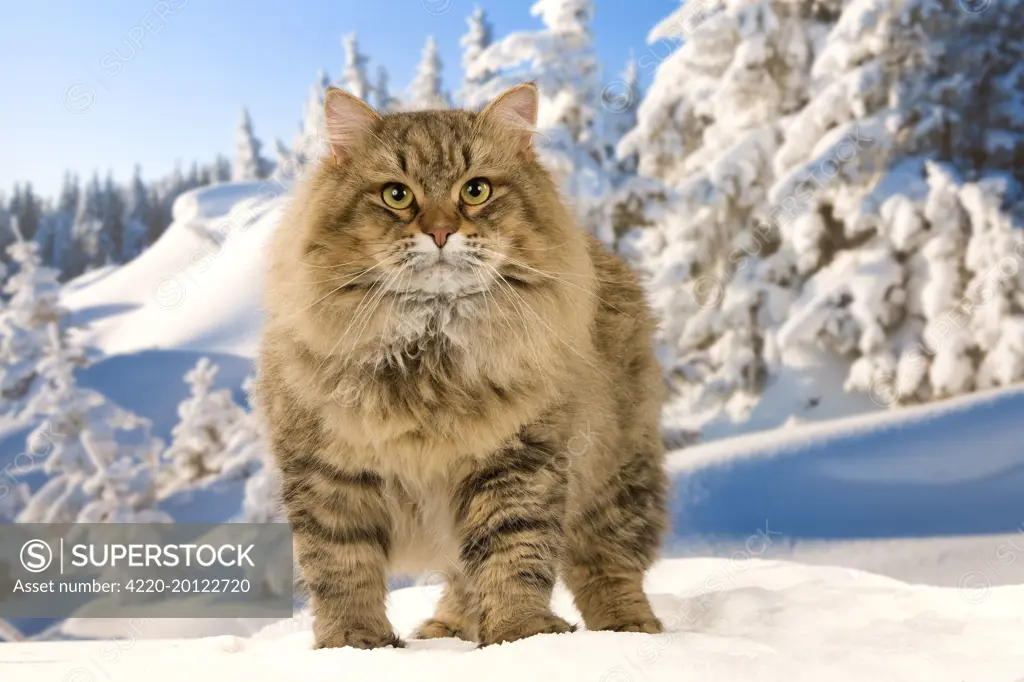 Cat - Siberian Cat - in snow 