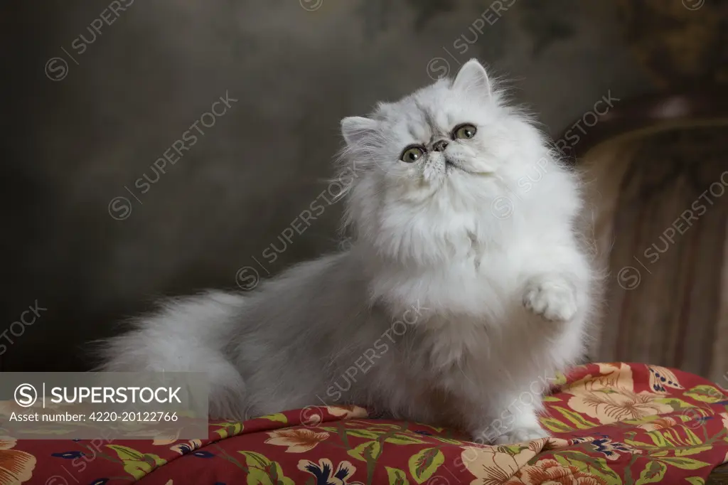 Cat - Persian 