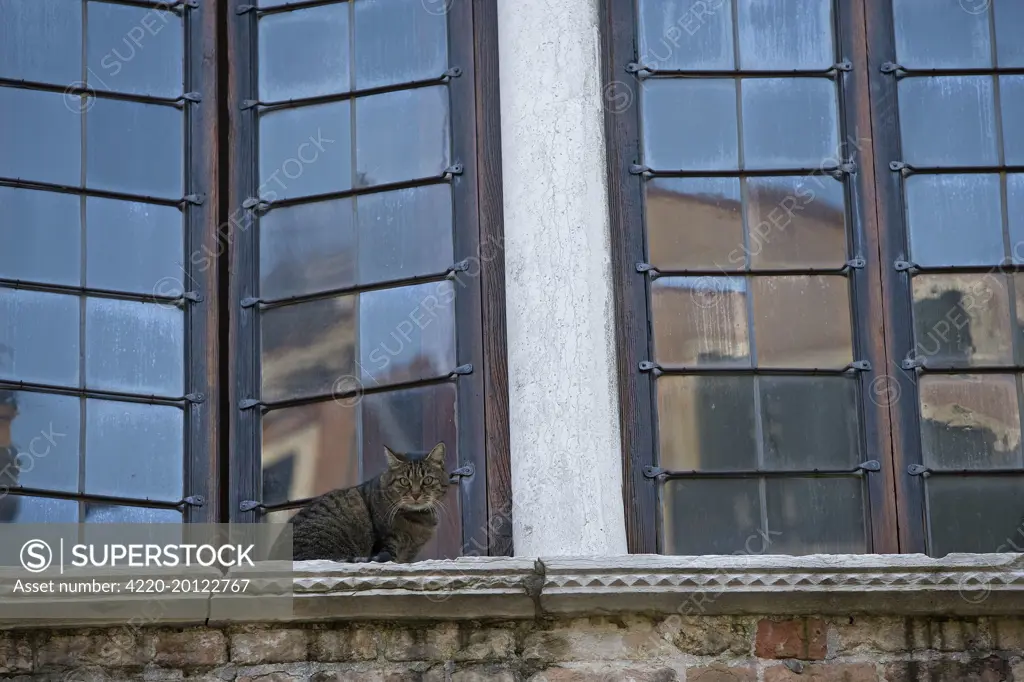 Cat - on window ledge. Venice - Italy.