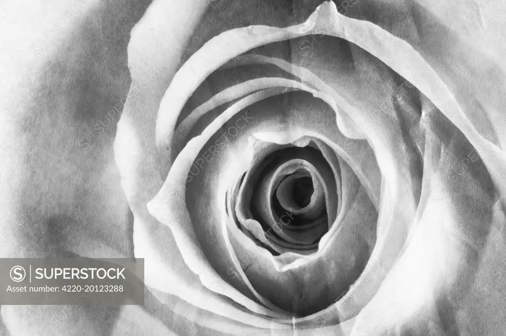 Rose Flower - close up 