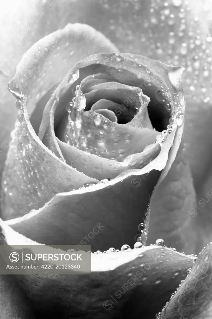 Rose Flower - Close up 