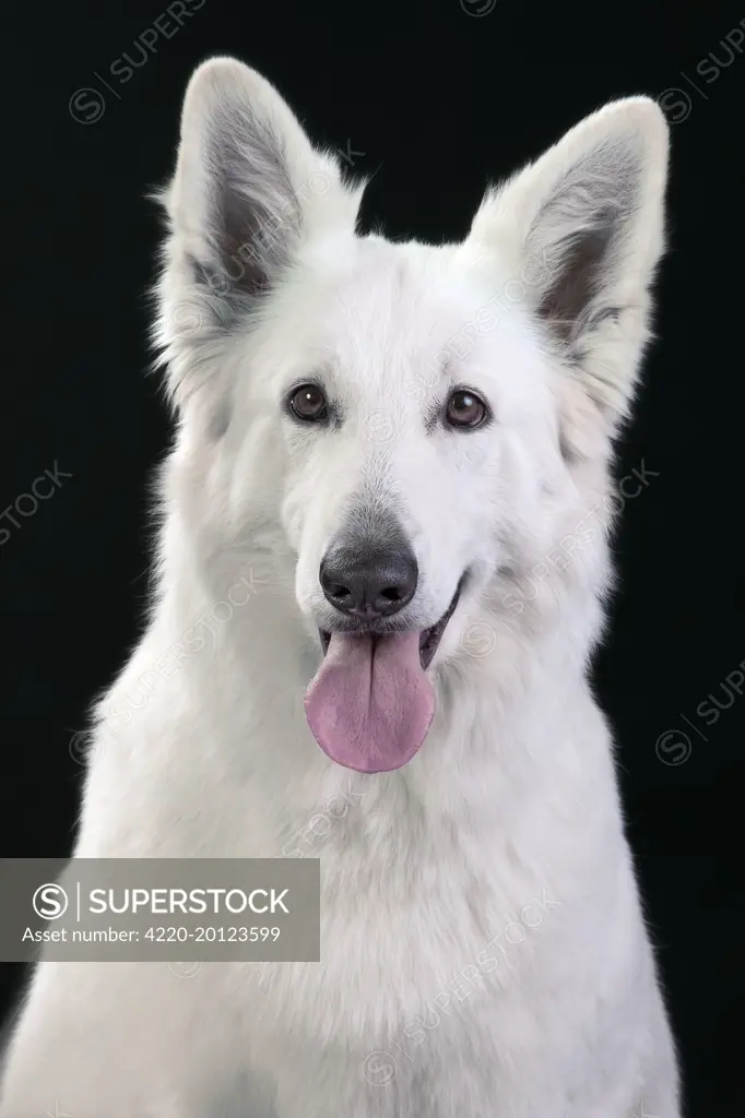 Dog - Swiss White Shepherd Dog 