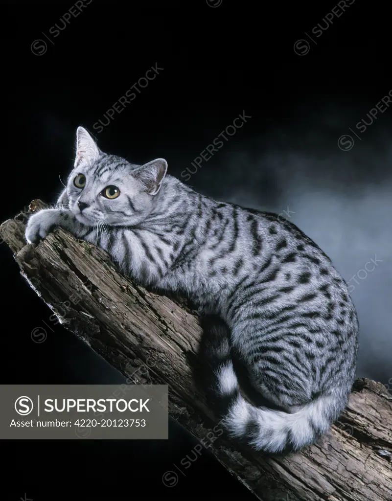 European Silver Spotted Tabby Cat. Lying on branch.
