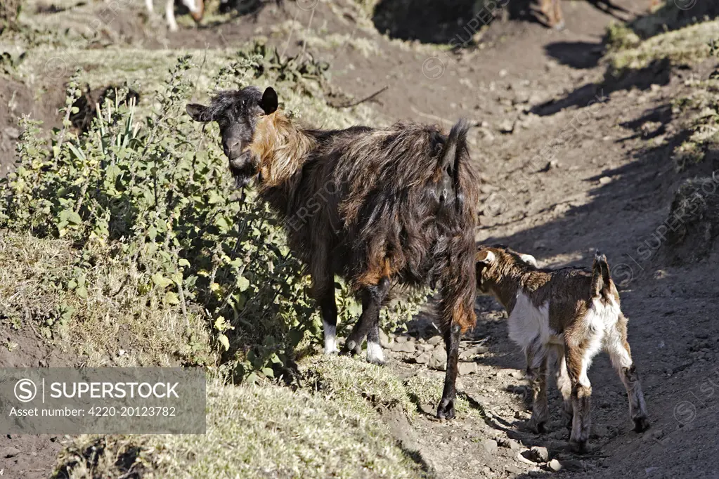 Angora goat. Bale Mountains - Ethiopia - Africa.