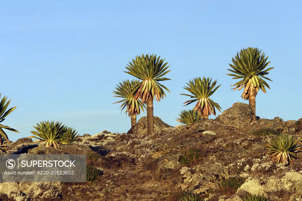 Giant Lobelia. (Lobelia rhynchopetala). Bale Mountains - Ethiopia. 4000 m- 4300 m.