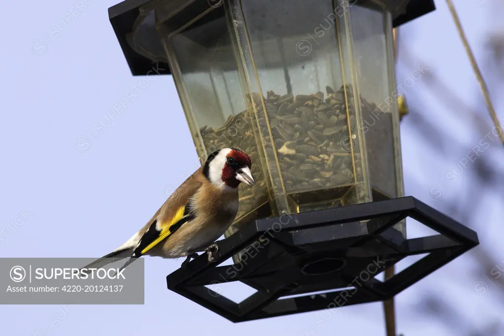 Goldfinch - at birdfeeder. (Carduelis carduelis). Alsace - France.