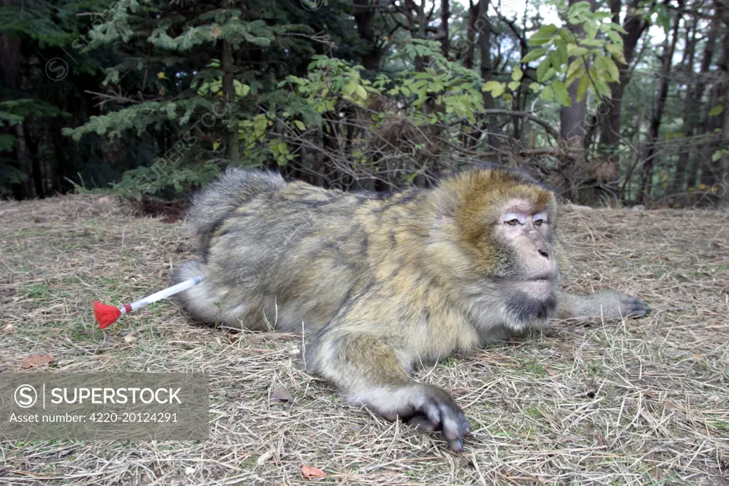 Barbary Macaque / Barbary Ape / Rock Ape - with tranquilizer dart (Macaca  sylvanus). Mountain of Monkeys - Kientzheim - Alsace - France. Calling this  species an ape is misleading for though