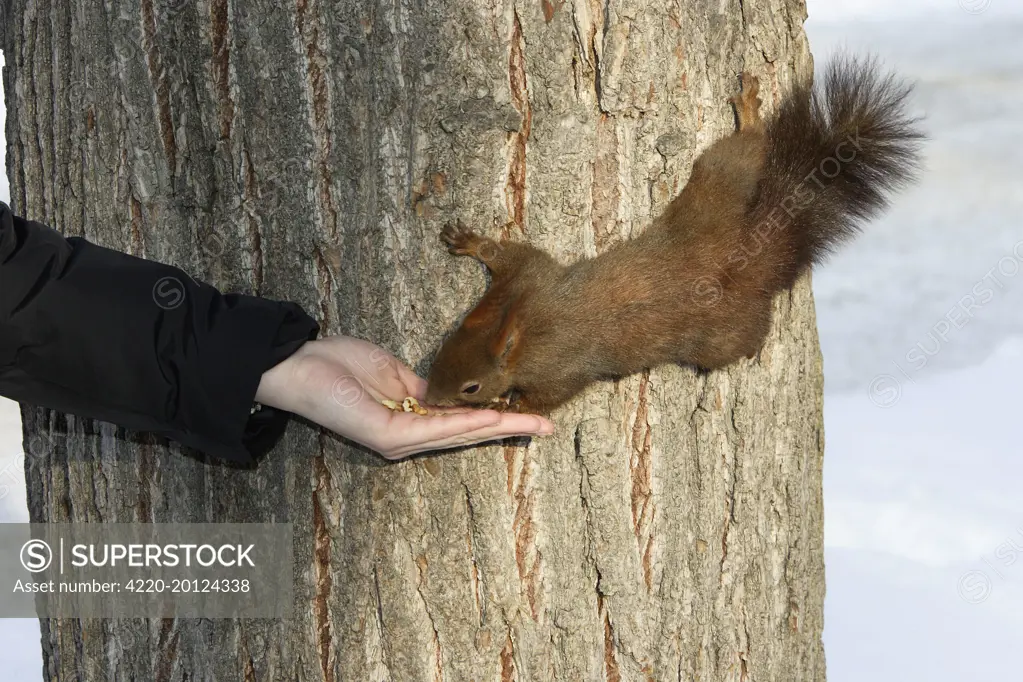 Red Squirrel - on tree trunk being hand fed (Sciurus vulgaris)