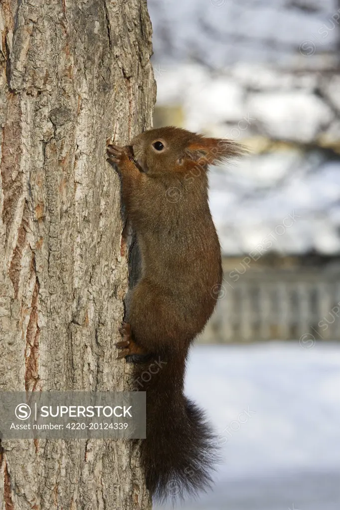 Red Squirrel - on tree trunk (Sciurus vulgaris)