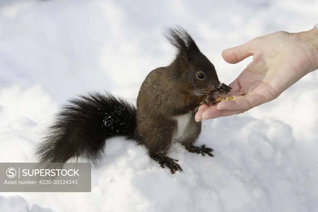 Red Squirrel - in snow being hand fed (Sciurus vulgaris)