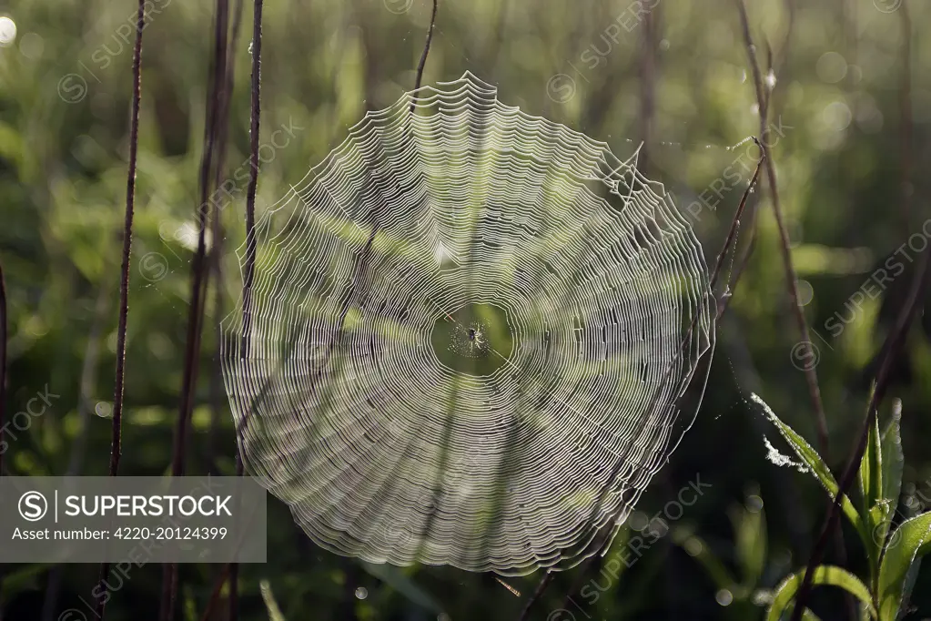 Spider &amp; Cobweb - in morning dew. Alsace - France.