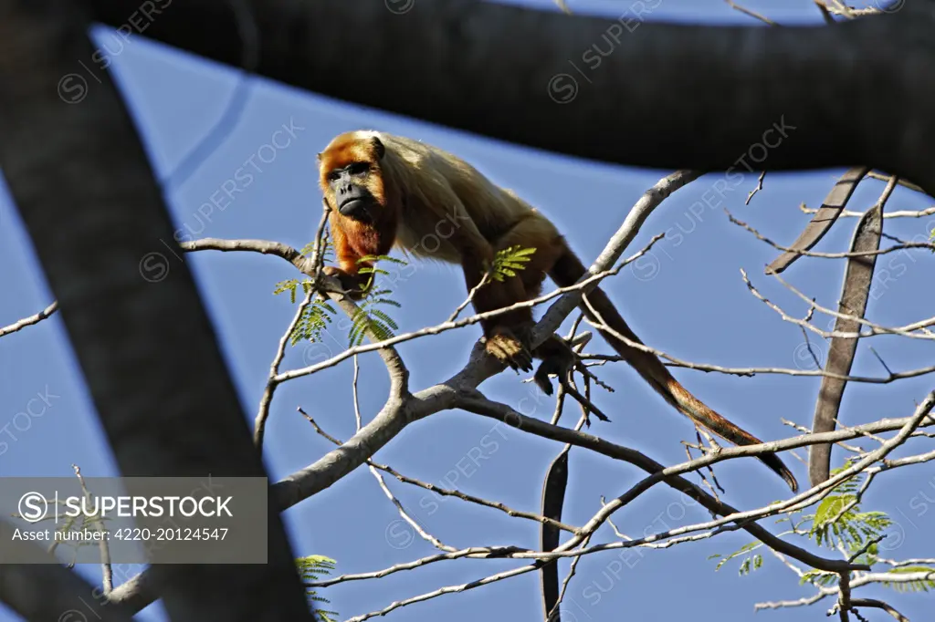 Brown Howler Monkey (Alouatta fusca). Venezuela.