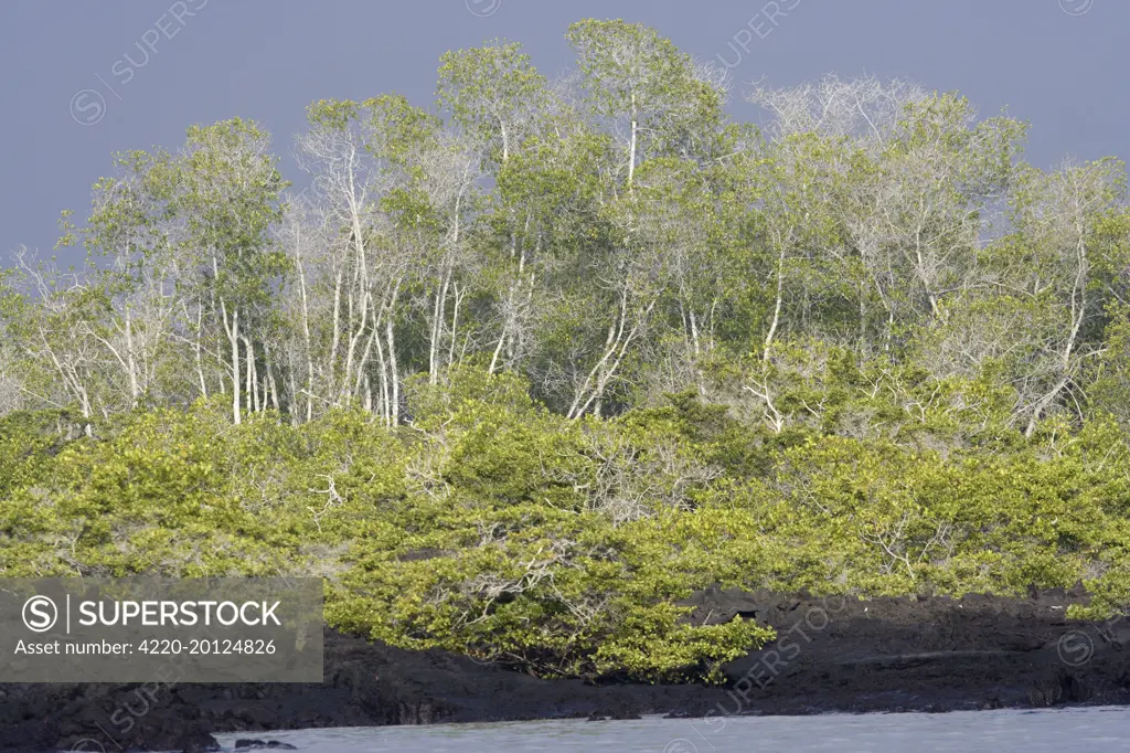 Black Mangrove (Avicennia germinans). Fernandina Island - Galapagos Islands.