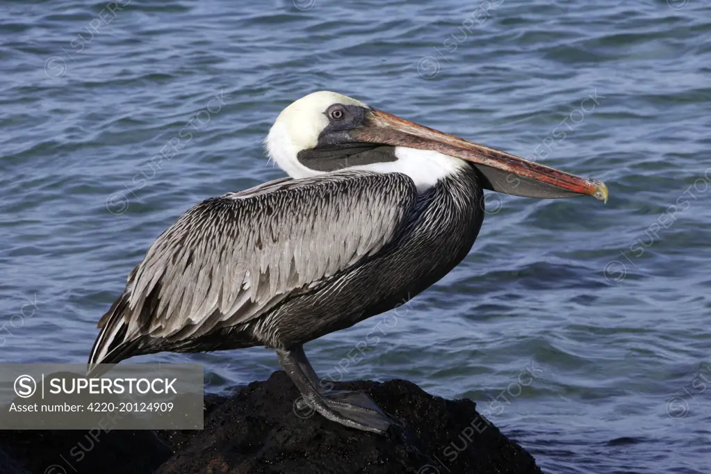 Brown Pelican (Pelecanus occidentalis urinator). Lobos Island - Galapagos Islands.