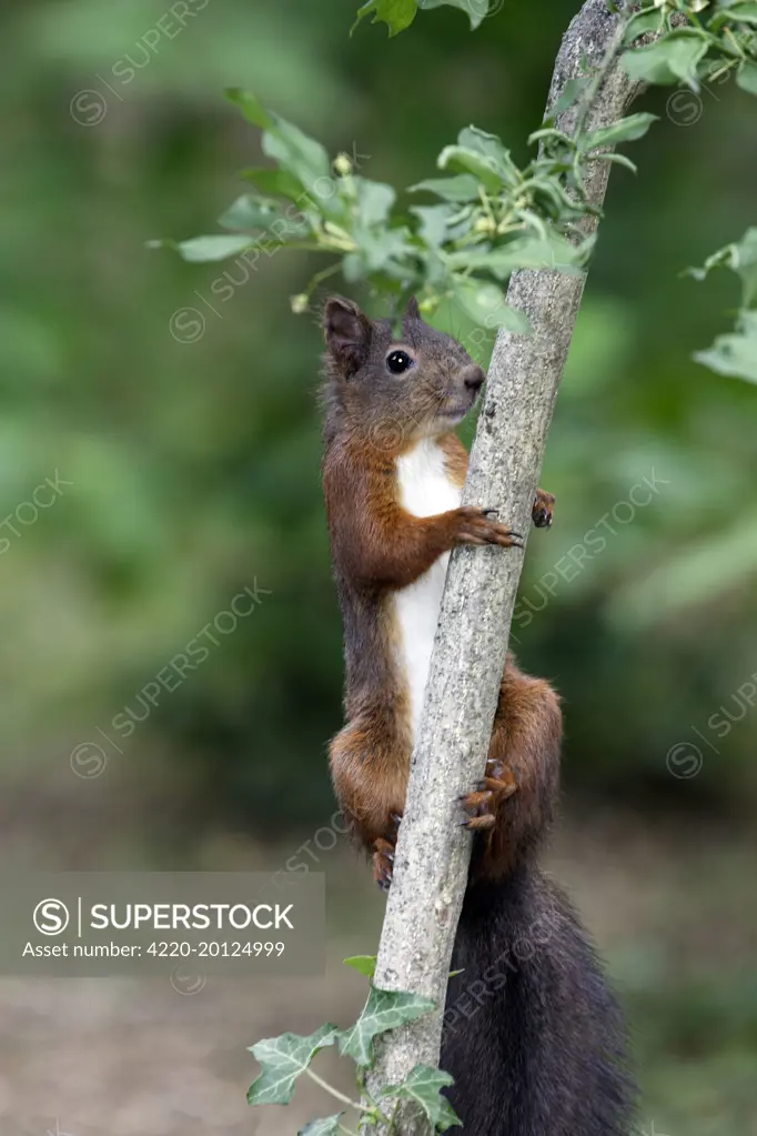 European Red Squirrel (Sciurus vulgaris). France.