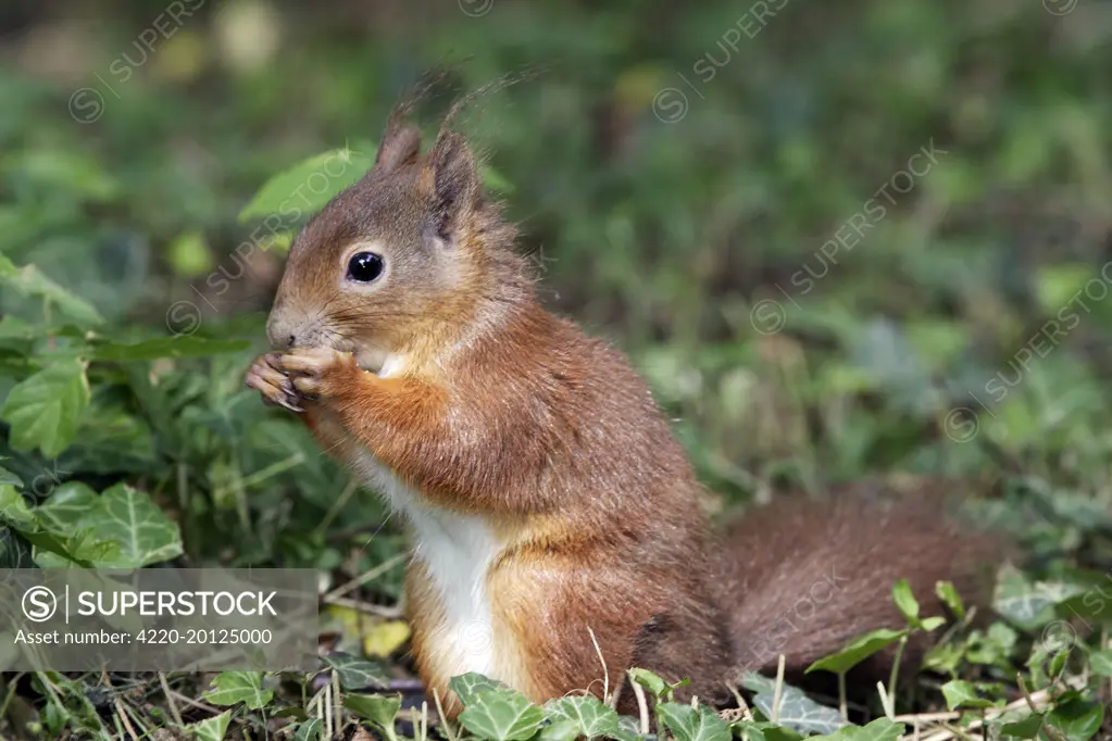 European Red Squirrel (Sciurus vulgaris). France.