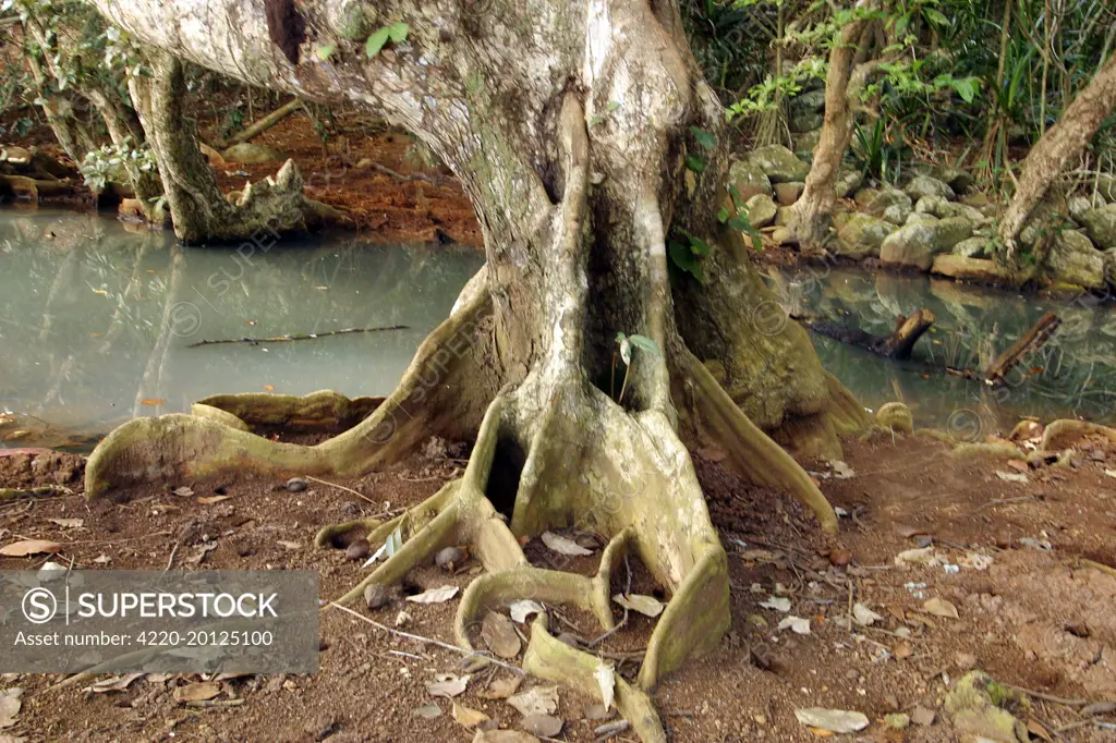 Looking-glass Mangrove (Heritiera littoralis). Mayotte, Indian Ocean. Local name. Msikundazi.family Sterculiaceae.