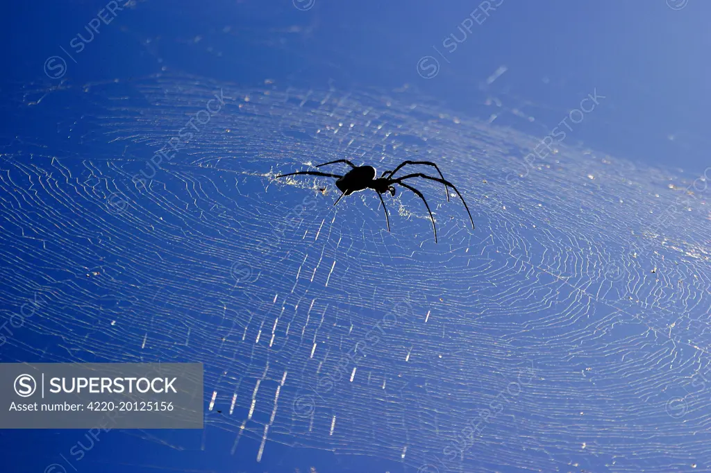 Spider (Nephila comorana). Mayotte Island, Indian Ocean.