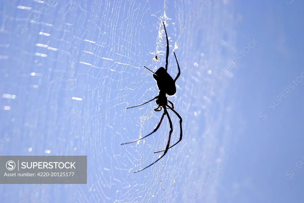 Spider - on web (Nephila comorana). Mayotte Island Indian Ocean.