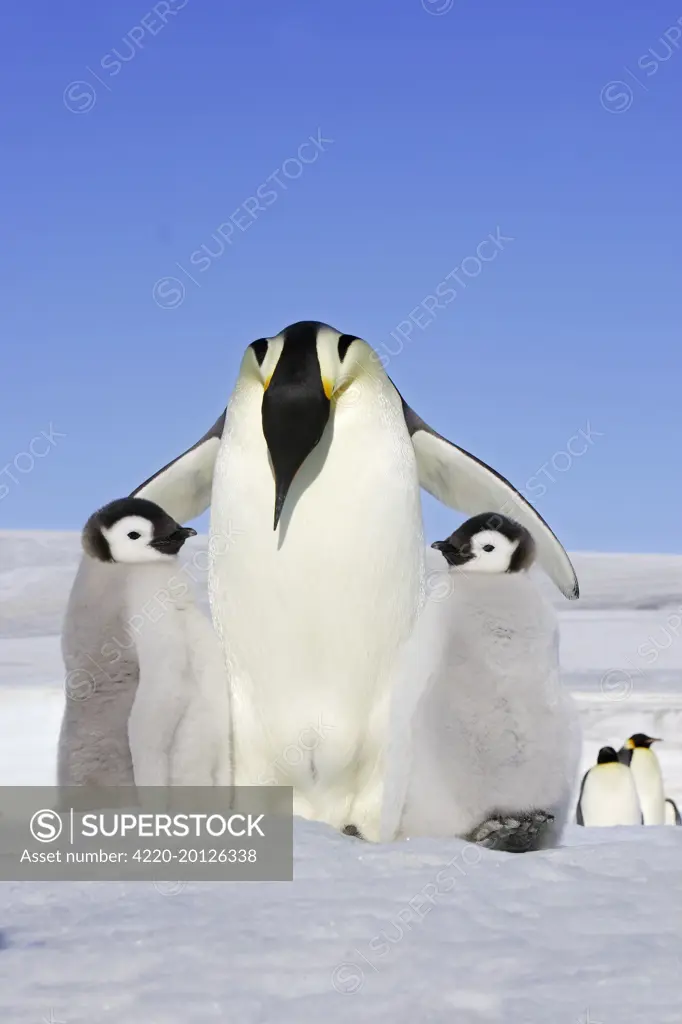 Emperor Penguin - adult with 2 chicks. (Aptenodytes forsteri). Snow hill island - Antarctica.