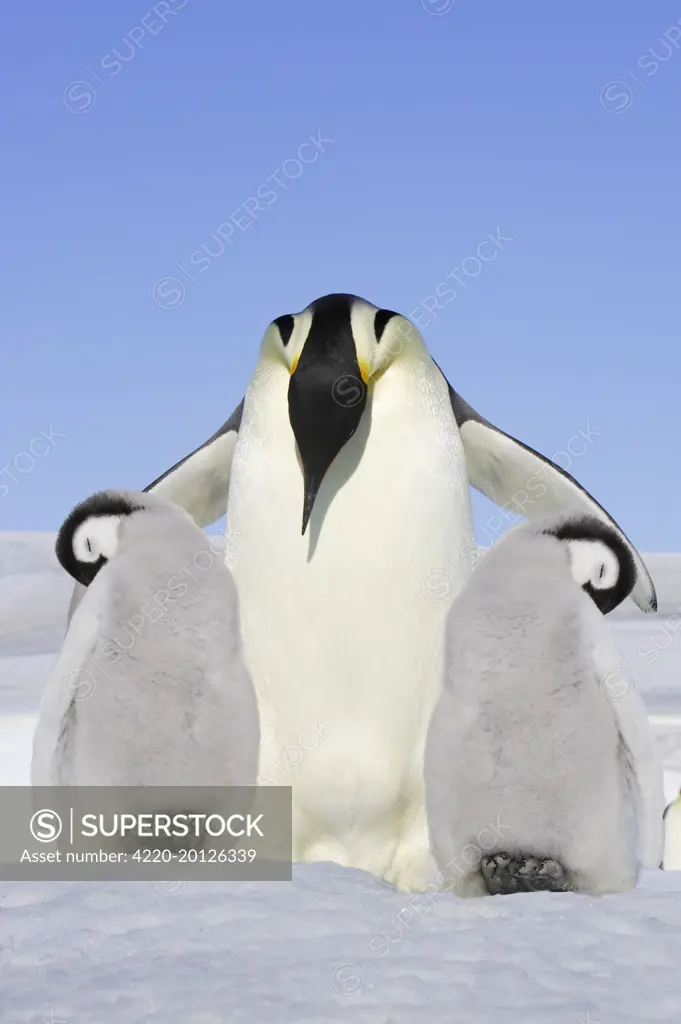 Emperor Penguin - adult with 2 chicks. (Aptenodytes forsteri). Snow Hill Island, Antarctica.