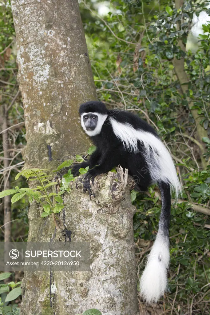 Western Black and White Colobus Monkey / King Colobus Monkey (Colobus polykomos). Awasa, Arsi Region, Ethiopia.