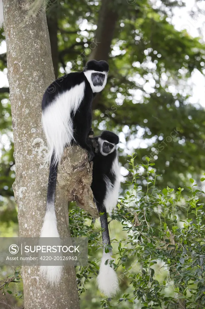 Western Black and White Colobus Monkey / King Colobus Monkey - two (Colobus polykomos). Awasa, Arsi Region, Ethiopia.