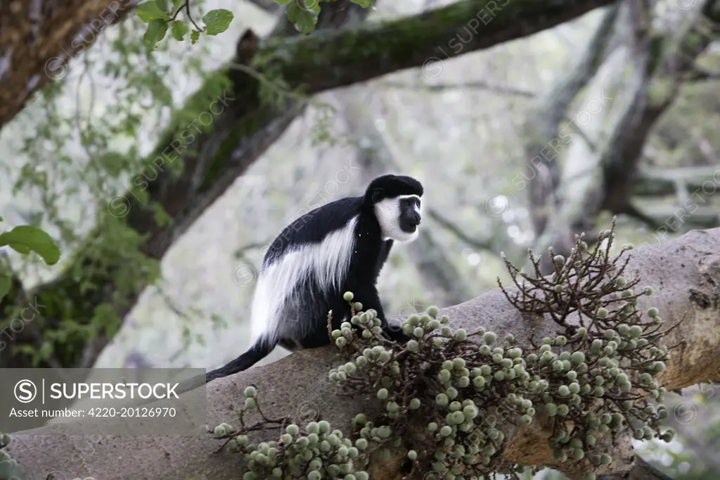 Western Black and White Colobus Monkey / King Colobus Monkey (Colobus polykomos). Awasa, Arsi Region, Ethiopia.