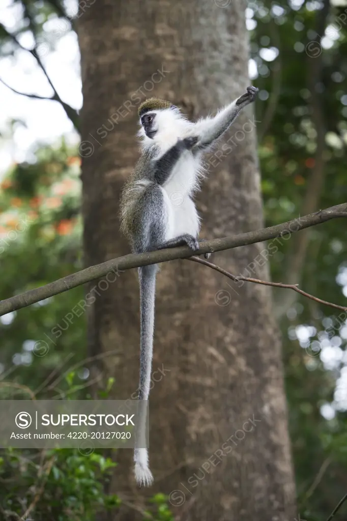 Vervet Monkey - in tree (Cercopithecus aethiops). Arsi Region, Ethiopia.