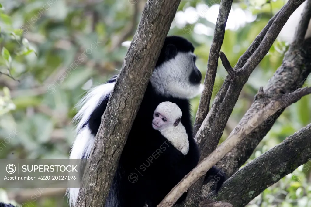 Western Black and White Colobus Monkey / King Colobus Monkey - with baby (Colobus polykomos). Awasa, Arsi Region, Ethiopia.