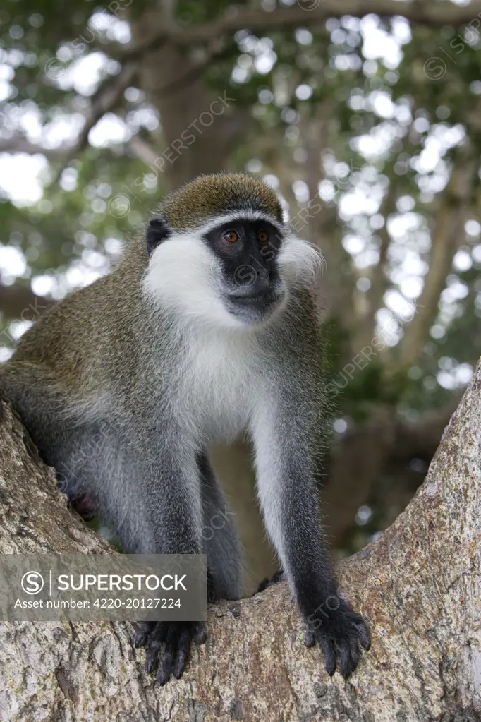 Vervet Monkey (Cercopithecus aethiops). Arsi region, Ethiopia.