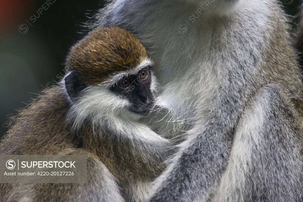Vervet Monkey - female with baby (Cercopithecus aethiops). Arsi region, Ethiopia.