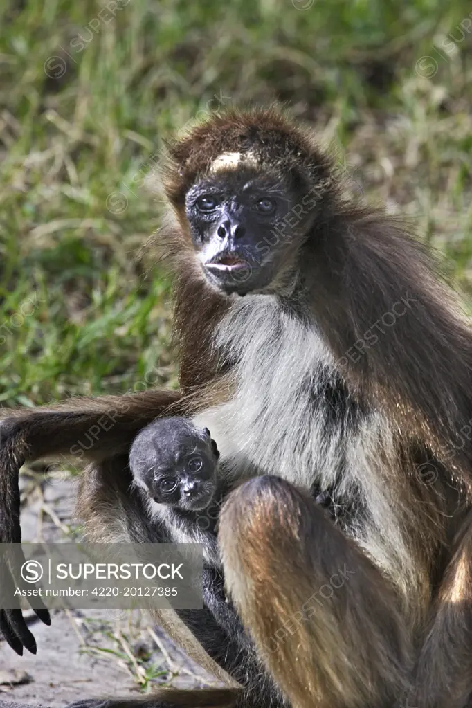 White-bellied Spider Monkey - with baby (Ateles belzebuth). Venezuela.