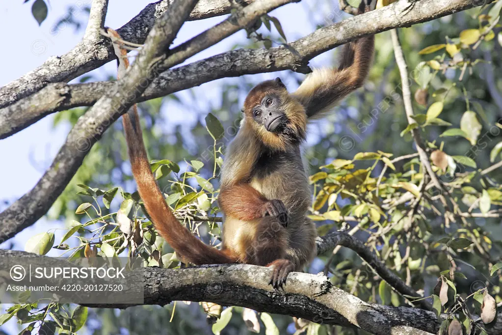 Brown Howler Monkey (Alouatta fusca ). Venezuela.
