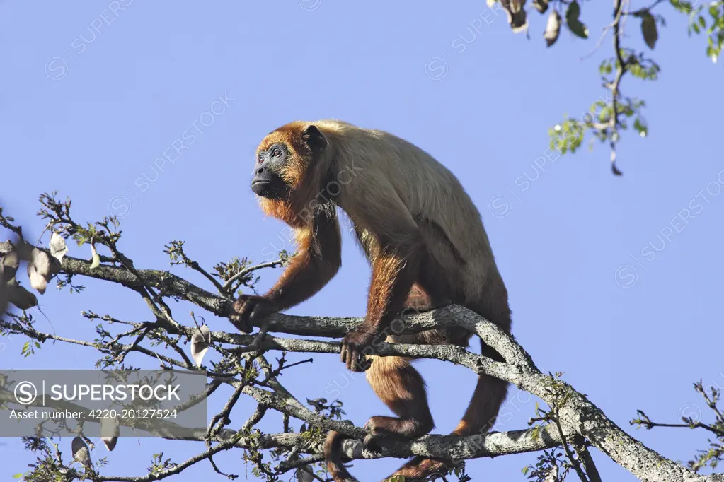 Brown Howler Monkey (Alouatta fusca). Venezuela.