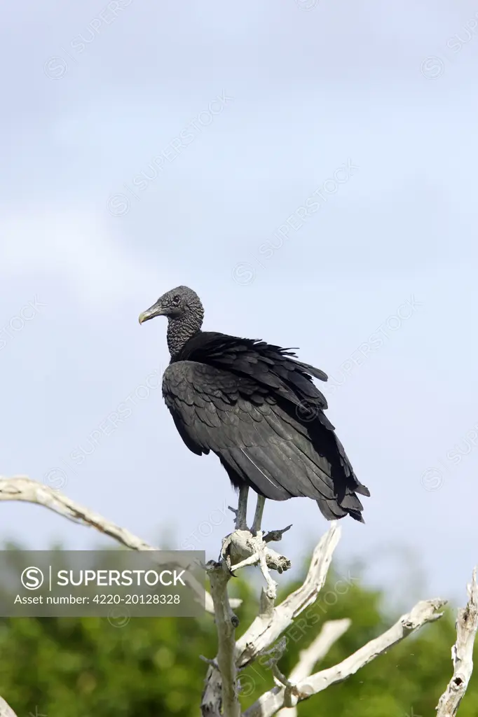 Black Vulture (Coragyps atratus). Coro - Venezuela.