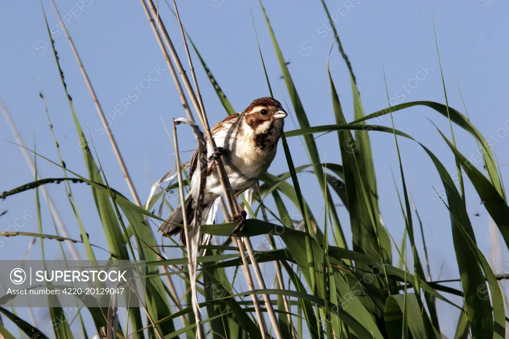 Reed bunting. (Emberiza schoeniclus). Bulgaria.
