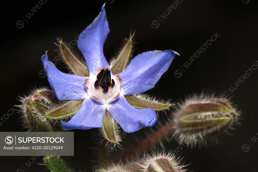 Borago laxiflora - flower (Borago laxiflora). Vaucluse, PACA, France.